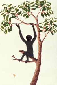 黑色长臂猿，Ongka Pitam，来自马六甲的动物，昆虫和爬行动物图画，c.1805-18（wc和纸上水粉） 作者 中文学校